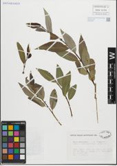 Foto von Salix fragilis L. x Salix pentandra L.